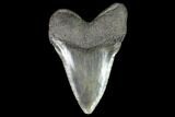 Fossil Megalodon Tooth - South Carolina #95299-2